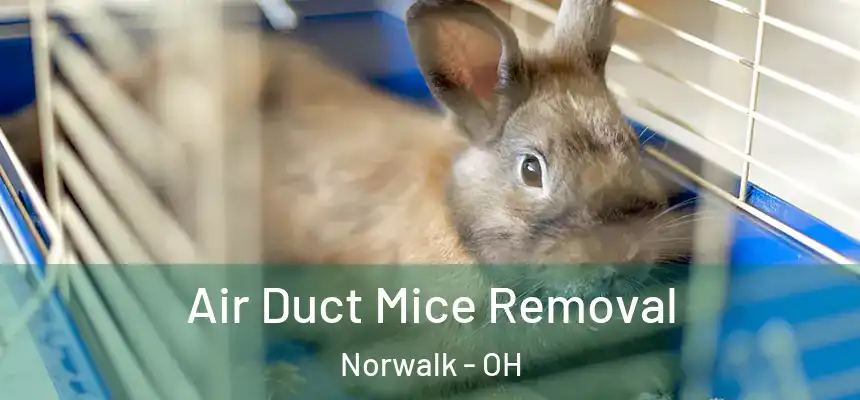  Air Duct Mice Removal Norwalk - OH